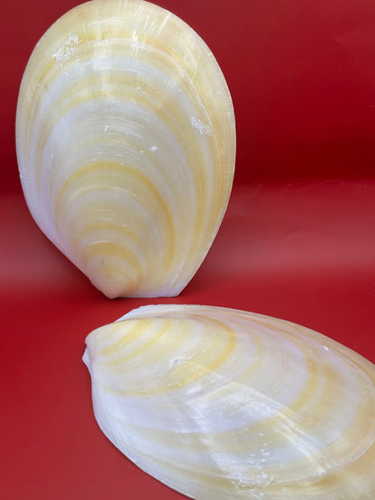 Large Yellow Lima Clam Pair 7" Display Shells – Coastal Home Decor Acesta rathbuni