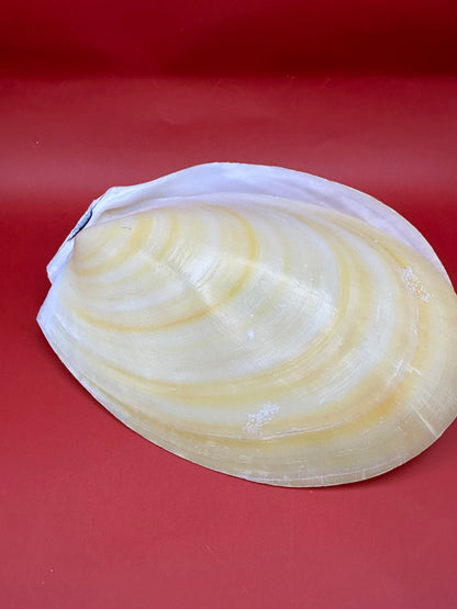 Large Yellow Lima Clam Pair 7" Display Shells – Coastal Home Decor Acesta rathbuni