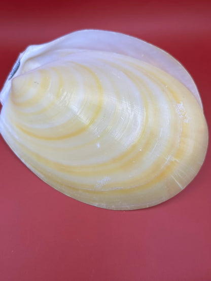 Large Yellow Lima Clam Pair 7" Display Shells – Coastal Home Decor Acesta rathbuni