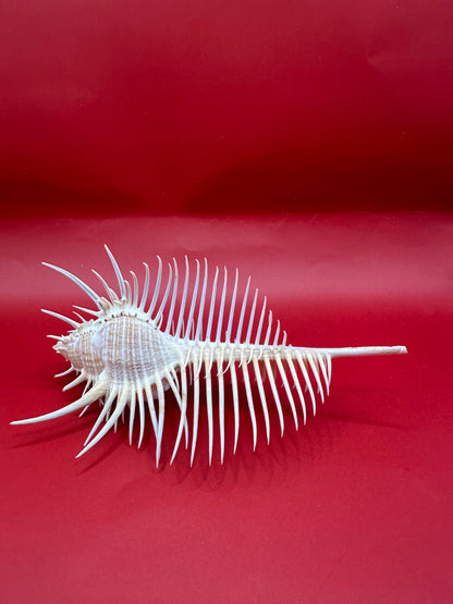Large Venus Comb Murex Display Shell – Murex pecten – Coastal Home Decor 6.5"
