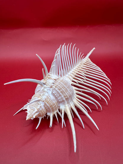 Large Venus Comb Murex Display Shell – Murex pecten – Coastal Home Decor 6.5"