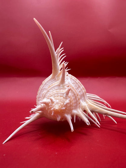 Large Venus Comb Murex Display Shell – Murex pecten – Coastal Home Decor 6.5"