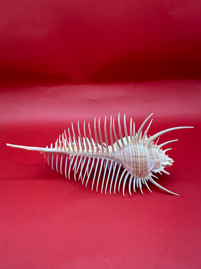 Large Venus Comb Murex Display Shell – Murex pecten – Coastal Home Decor 6.5"