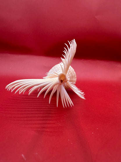 Large Venus Comb Murex Display Shell – Murex pecten – Coastal Home Decor 6.5"