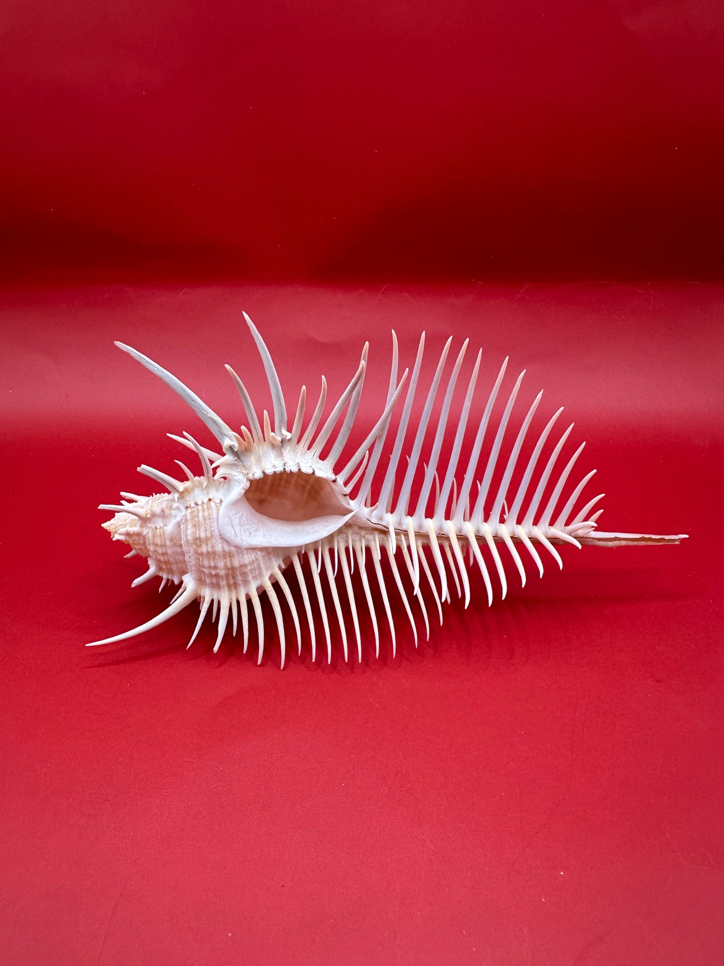 Large Venus Comb Murex Display Shell – Murex pecten – Coastal Home Decor 6.5"