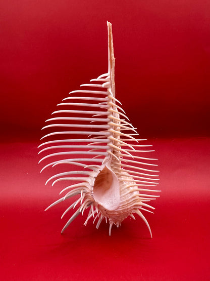 Large Venus Comb Murex Display Shell – Murex pecten – Coastal Home Decor 6.5"