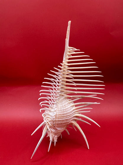 Large Venus Comb Murex Display Shell – Murex pecten – Coastal Home Decor 6.5"