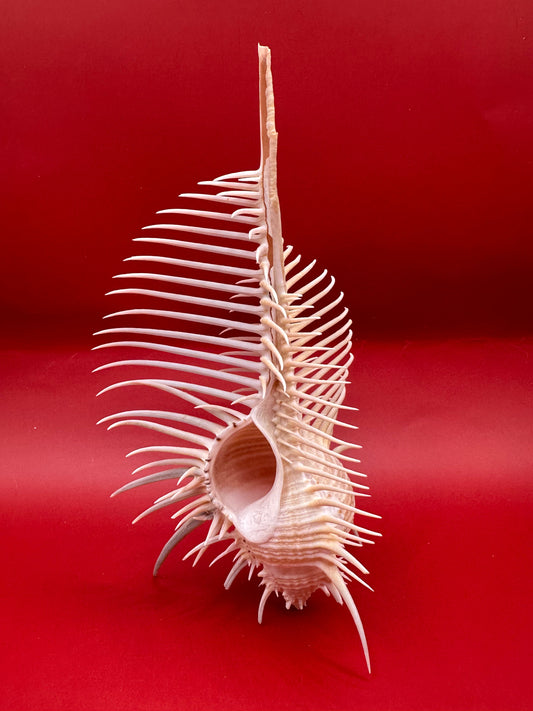 Large Venus Comb Murex Display Shell – Murex pecten – Coastal Home Decor 6.5"