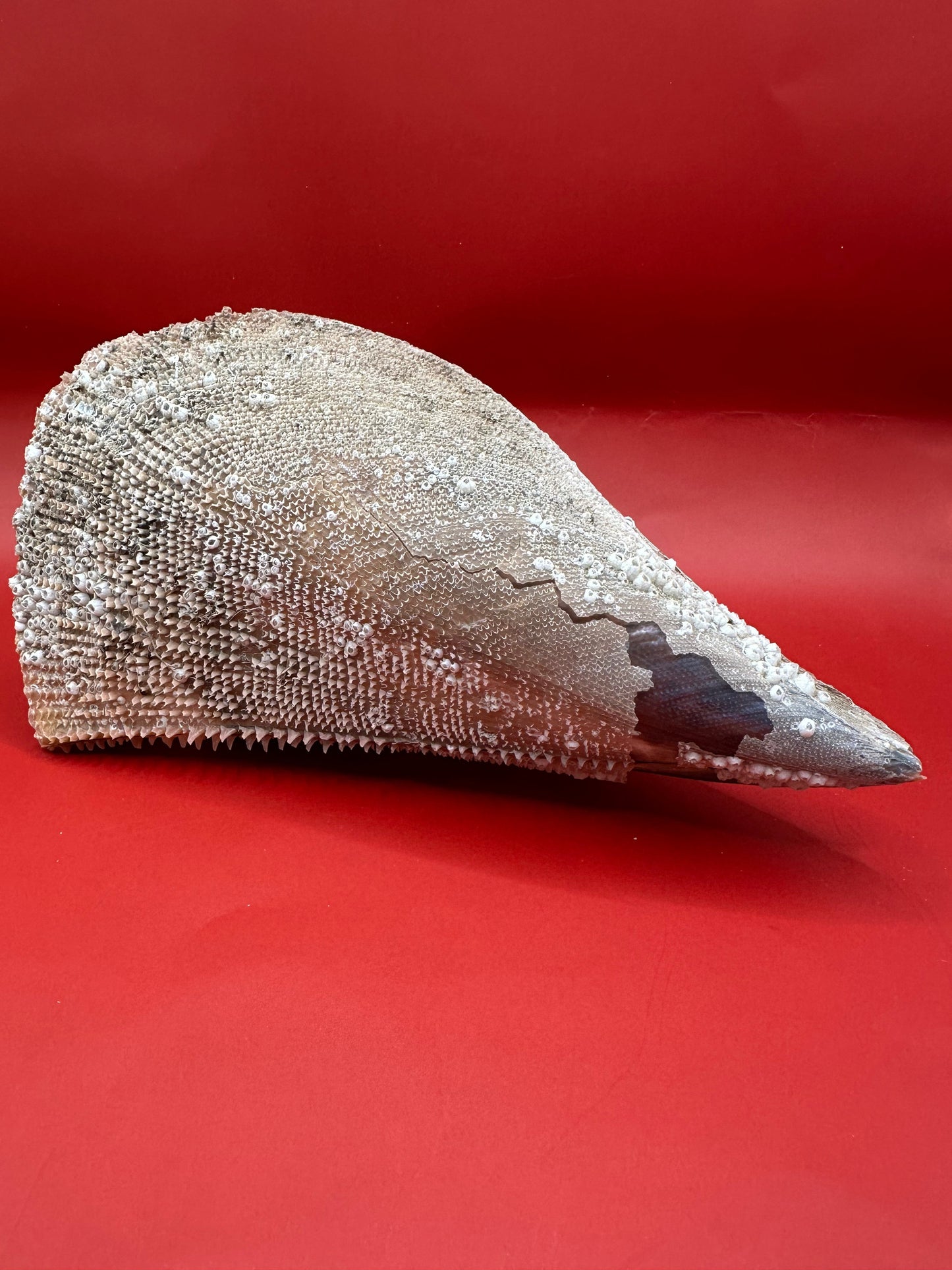 Barnacle Encrusted Rigid Pen Shell Display – Atrina rigida Approx. 8"