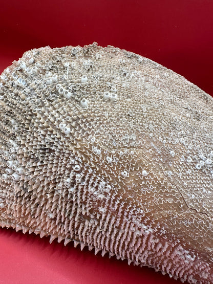 Barnacle Encrusted Rigid Pen Shell Display – Atrina rigida Approx. 8"