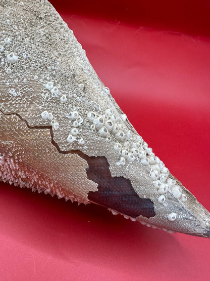 Barnacle Encrusted Rigid Pen Shell Display – Atrina rigida Approx. 8"