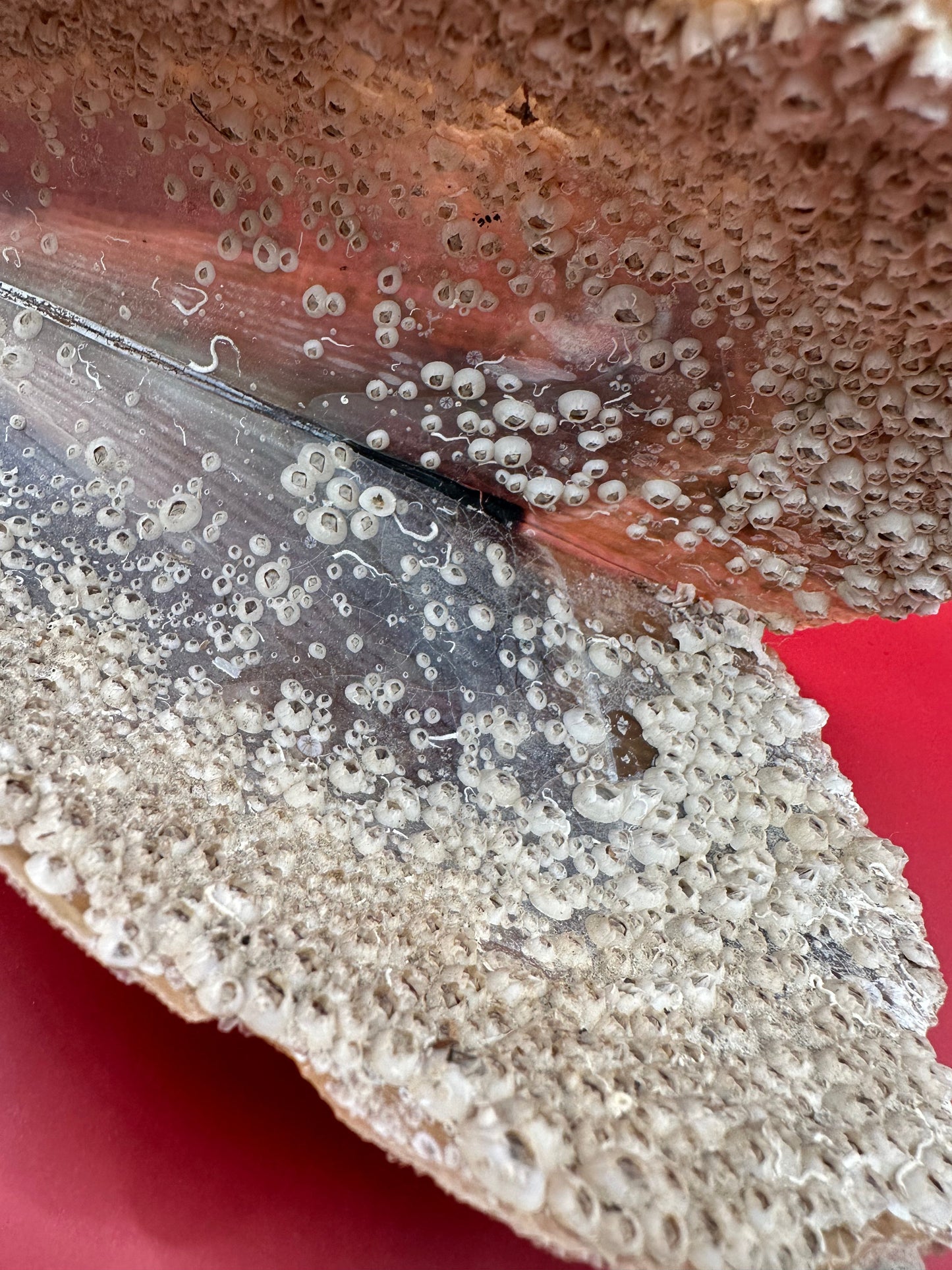 Barnacle Encrusted Rigid Pen Shell Display – Atrina rigida Approx. 8"