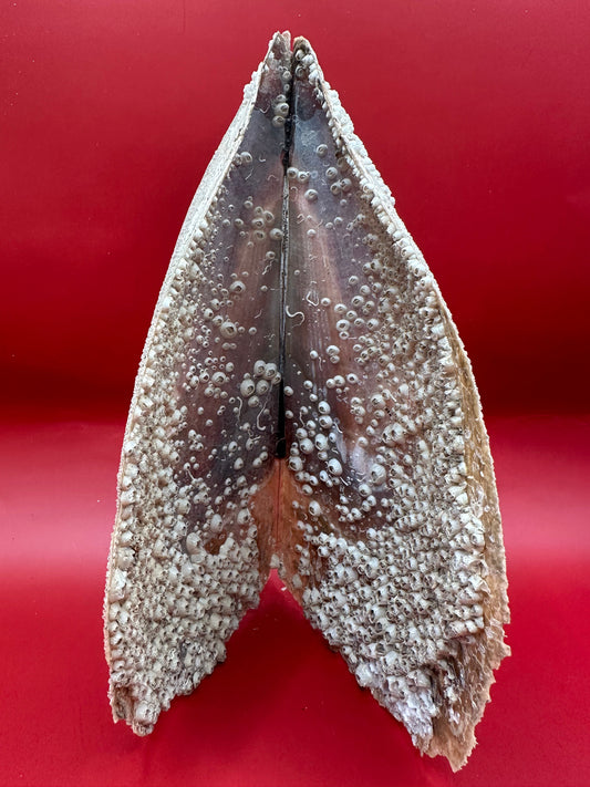 Barnacle Encrusted Rigid Pen Shell Display – Atrina rigida Approx. 8"