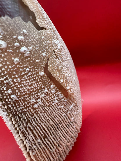 Barnacle Encrusted Rigid Pen Shell Display – Atrina rigida Approx. 8"