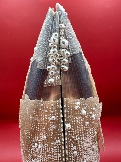 Barnacle Encrusted Rigid Pen Shell Display – Atrina rigida Approx. 8"