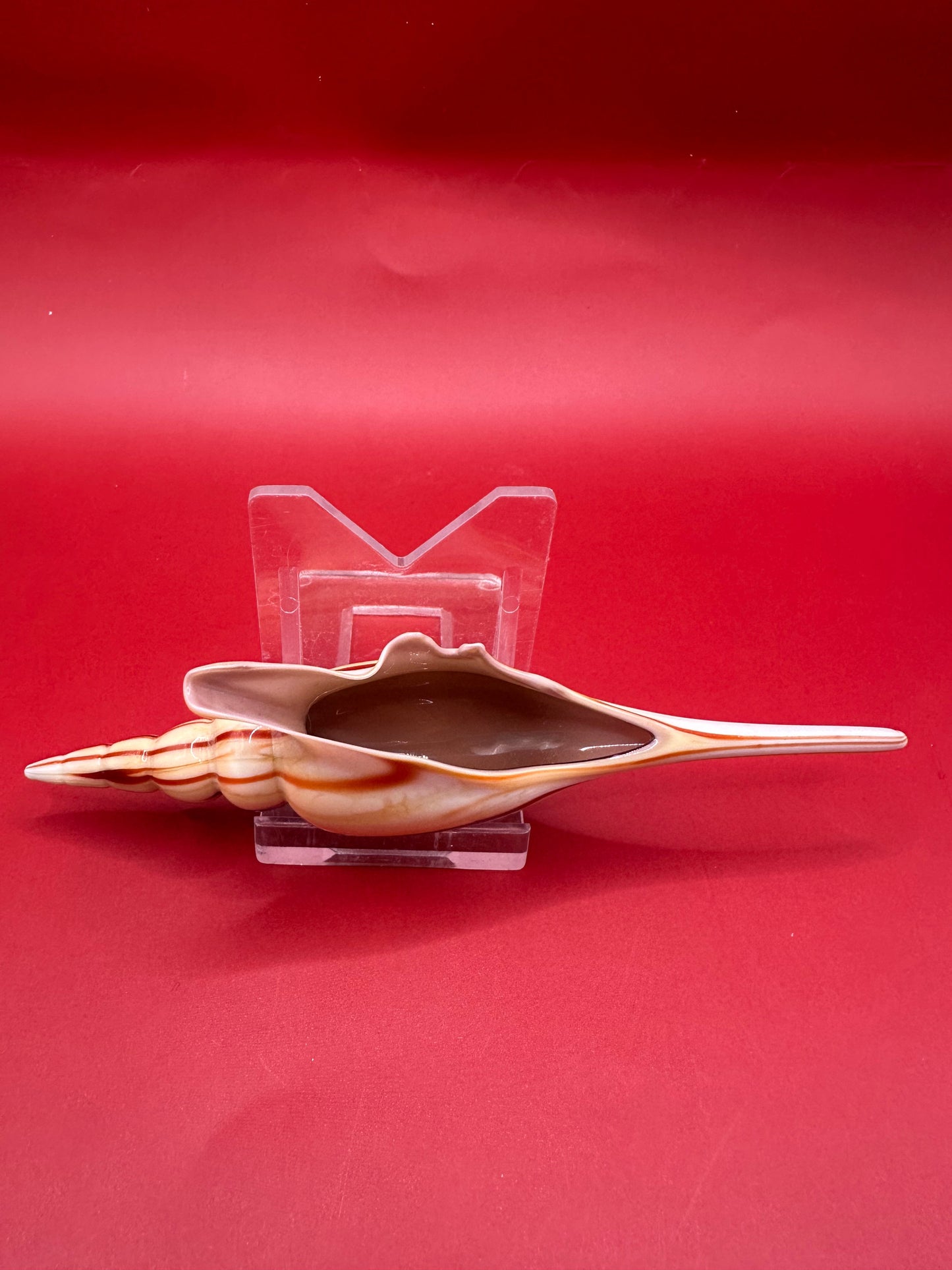 Glass Shell Sculpture – Coastal Home Decor 5-Inch Accent