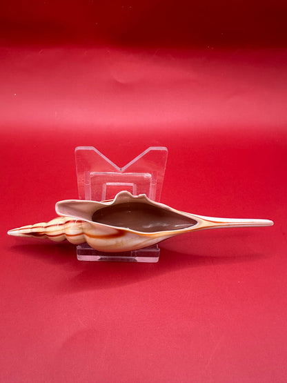 Glass Shell Sculpture – Coastal Home Decor 5-Inch Accent