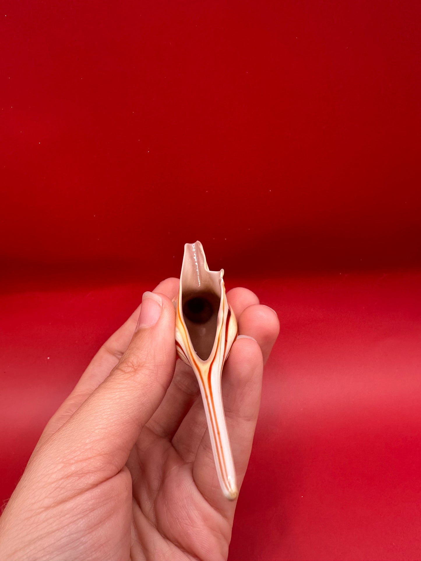 Glass Shell Sculpture – Coastal Home Decor 5-Inch Accent