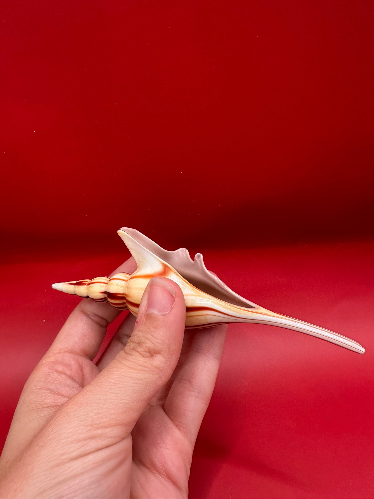 Glass Shell Sculpture – Coastal Home Decor 5-Inch Accent