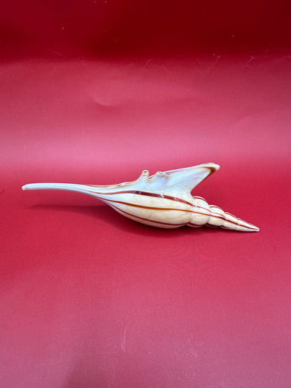 Glass Shell Sculpture – Coastal Home Decor 5-Inch Accent