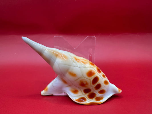 Blown Glass Shell Sculpture – Coastal Decorative Accent 3.5”