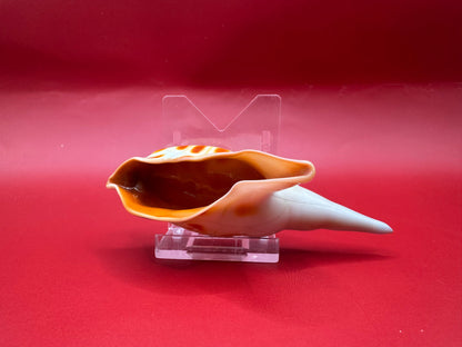 Blown Glass Shell Sculpture – Coastal Decorative Accent 3.5”