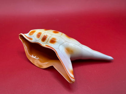 Blown Glass Shell Sculpture – Coastal Decorative Accent 3.5”