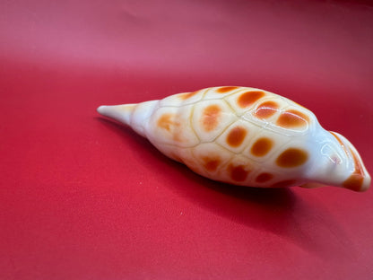 Blown Glass Shell Sculpture – Coastal Decorative Accent 3.5”