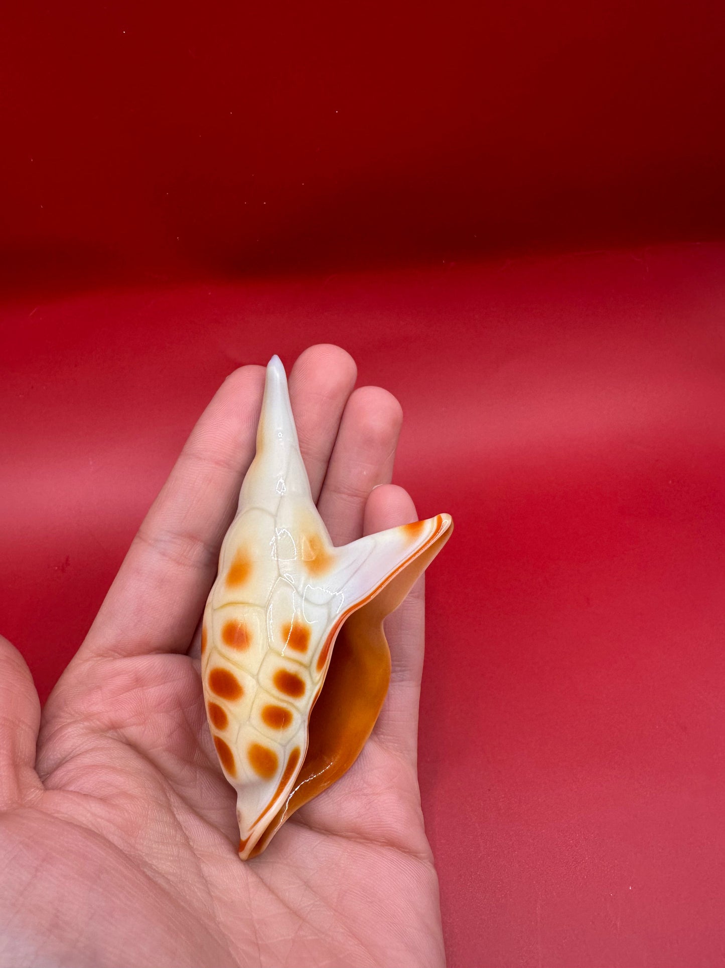 Blown Glass Shell Sculpture – Coastal Decorative Accent 3.5”