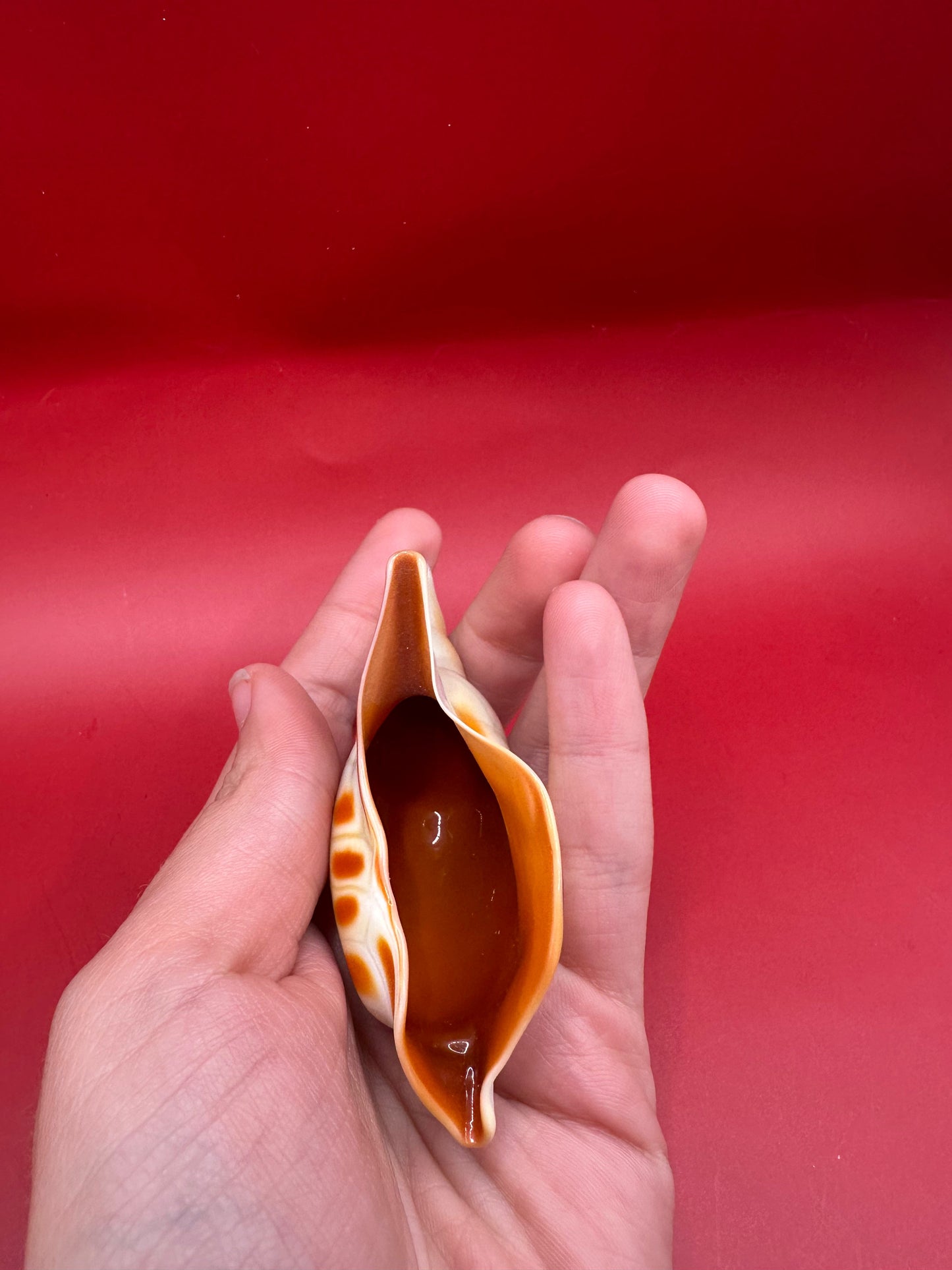 Blown Glass Shell Sculpture – Coastal Decorative Accent 3.5”