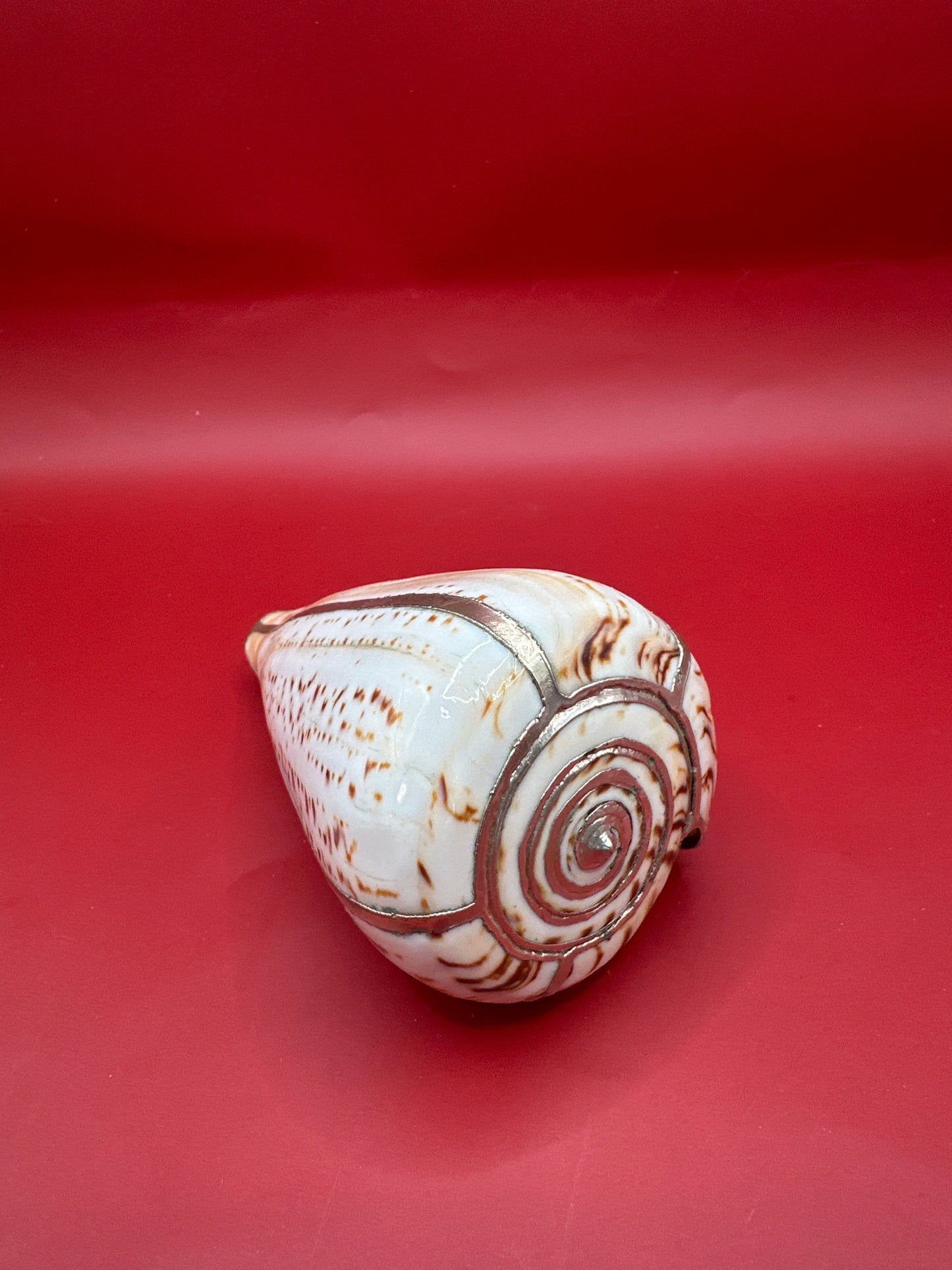 Lettered Cone Display Shell with Silver-Plated Accents – Coastal Decor, 4.25"