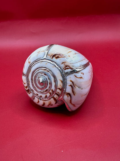 Lettered Cone Display Shell with Silver-Plated Accents – Coastal Decor, 4.25"