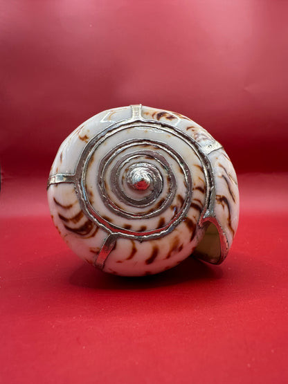 Lettered Cone Display Shell with Silver-Plated Accents – Coastal Decor, 4.25"