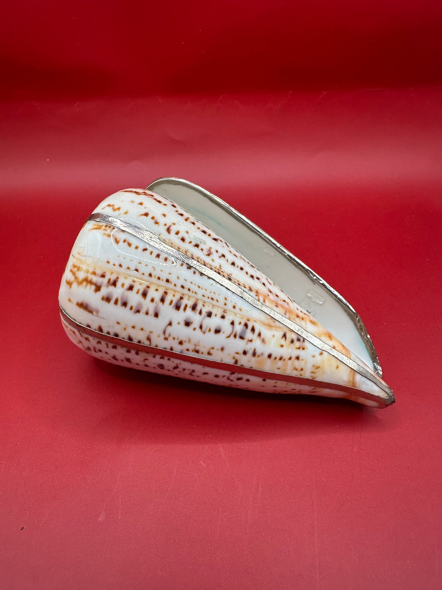 Lettered Cone Display Shell with Silver-Plated Accents – Coastal Decor, 4.25"