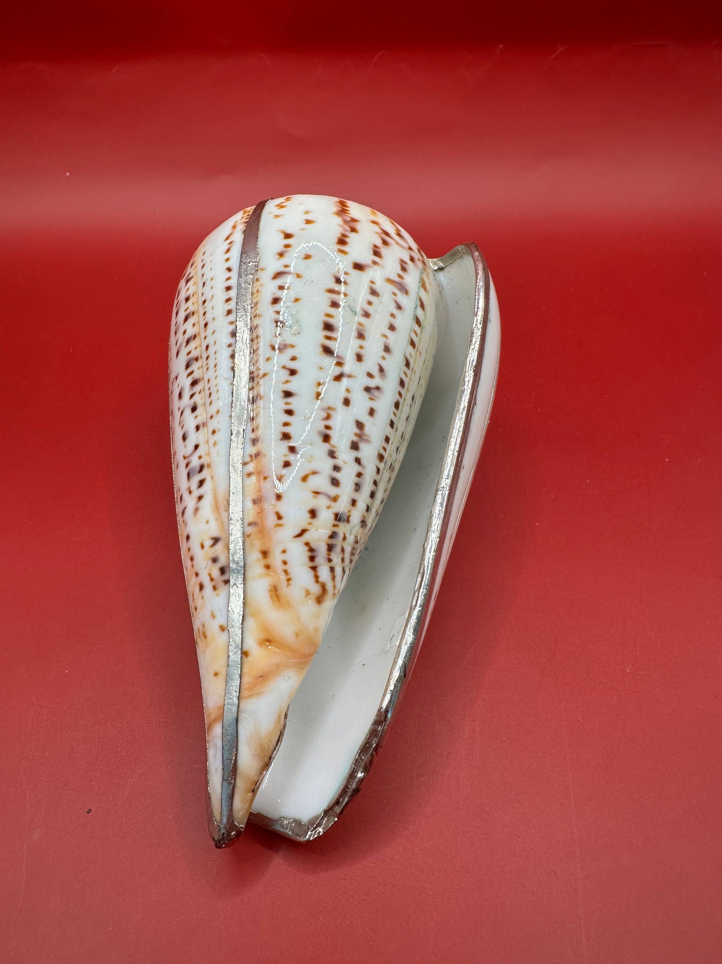Lettered Cone Display Shell with Silver-Plated Accents – Coastal Decor, 4.25"