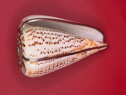 Lettered Cone Display Shell with Silver-Plated Accents – Coastal Decor, 4.25"