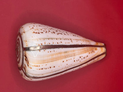 Lettered Cone Display Shell with Silver-Plated Accents – Coastal Decor, 4.25"