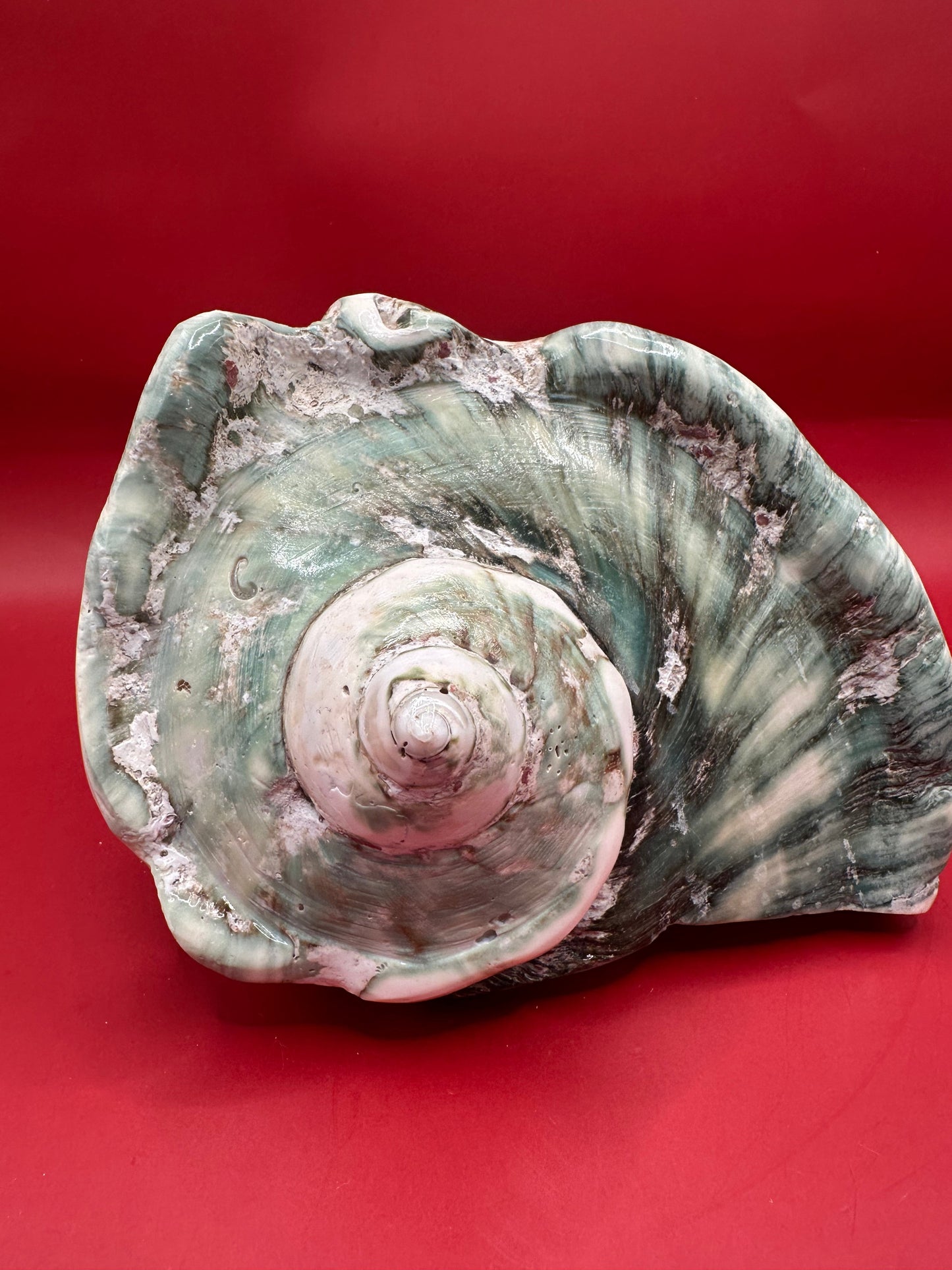 Polished Banded Green Marmoratus Shell Display – Turbo marmoratus – Coastal Decor 6.5"