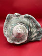 Polished Banded Green Marmoratus Shell Display – Turbo marmoratus – Coastal Decor 6.5"