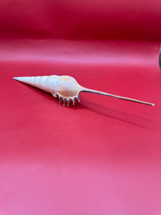 Large Shinbone Tibia Shell Display – Coastal Home Decor Specimen (Tibia fusus) 9"