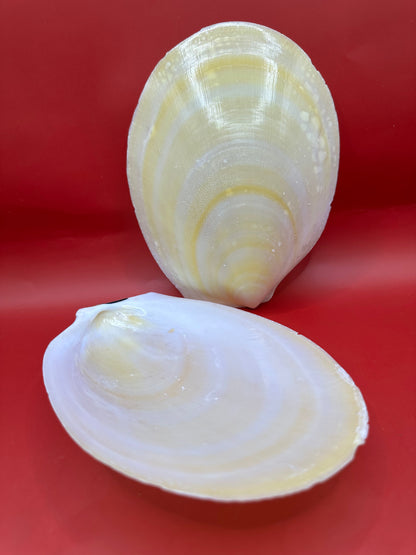 Large Yellow Lima Clam Pair Display Shells – Acesta rathbuni 7"