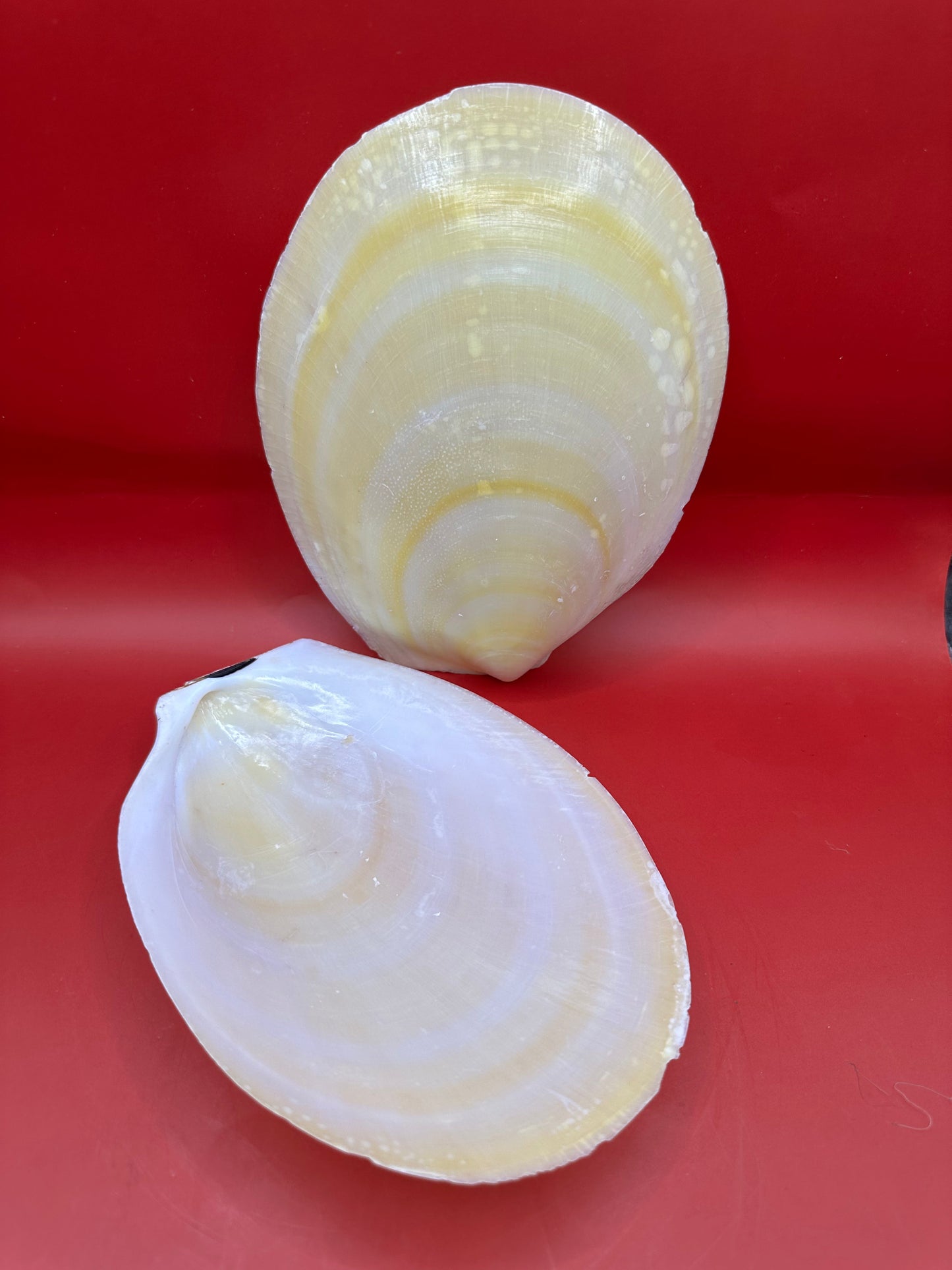 Large Yellow Lima Clam Pair Display Shells – Acesta rathbuni 7"