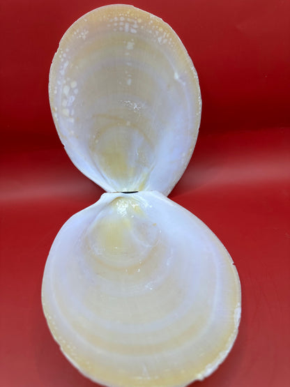 Large Yellow Lima Clam Pair Display Shells – Acesta rathbuni 7"