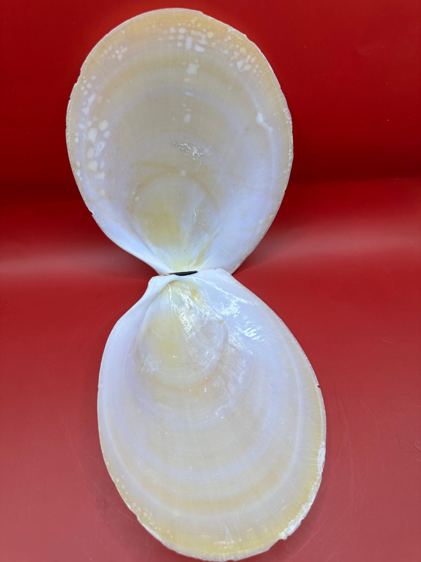 Large Yellow Lima Clam Pair Display Shells – Acesta rathbuni 7"