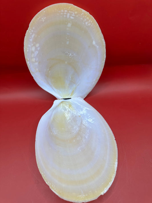 Large Yellow Lima Clam Pair Display Shells – Acesta rathbuni 7"