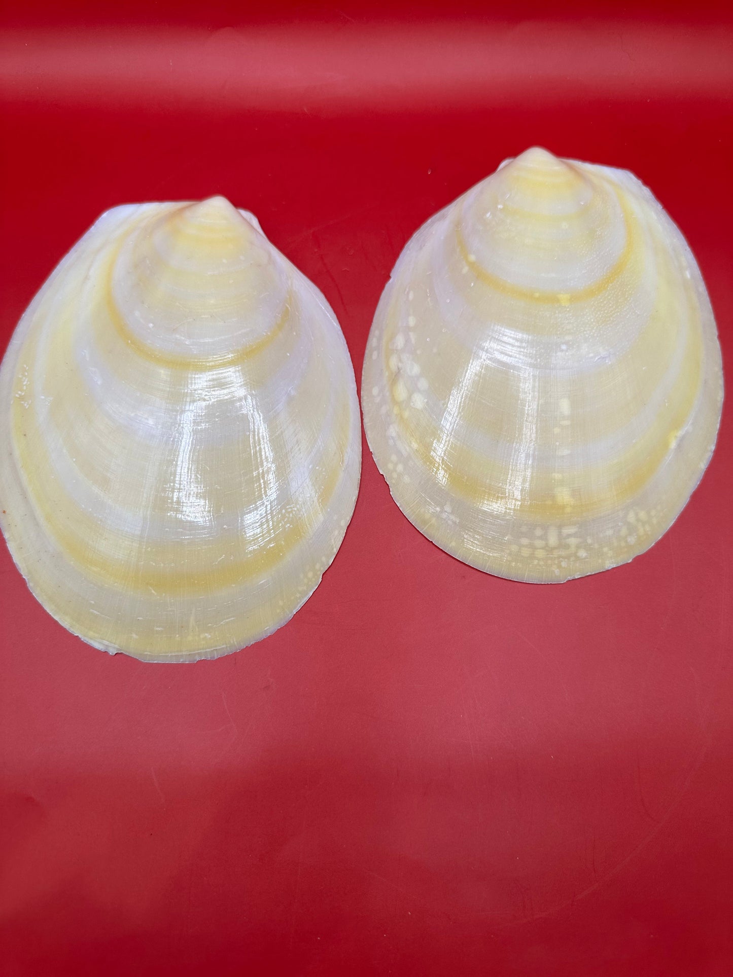 Large Yellow Lima Clam Pair Display Shells – Acesta rathbuni 7"