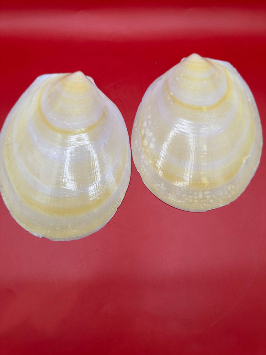 Large Yellow Lima Clam Pair Display Shells – Acesta rathbuni 7"