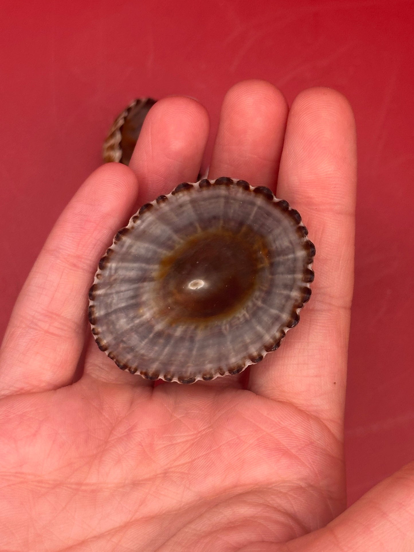 Set of 4 Nacella magellanica Limpet Display Shells – Documented Coastal Specimens from Argentina