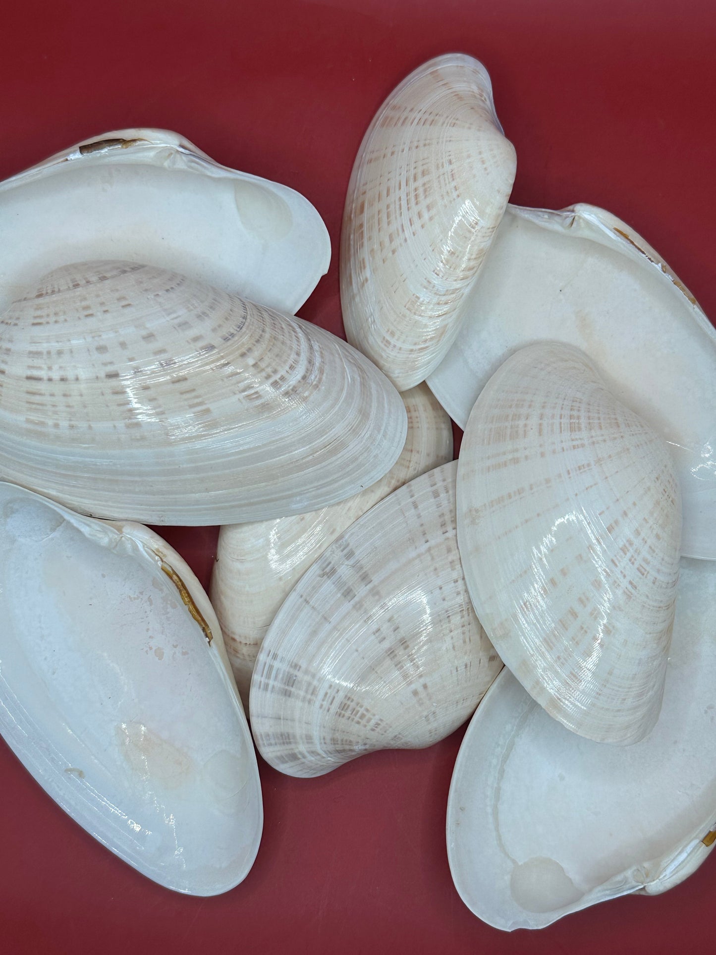 Bulk Sunray Venus Clam Halves – 3-5" Craft Shells for DIY & Decoupage (Macrocallista nimbosa)