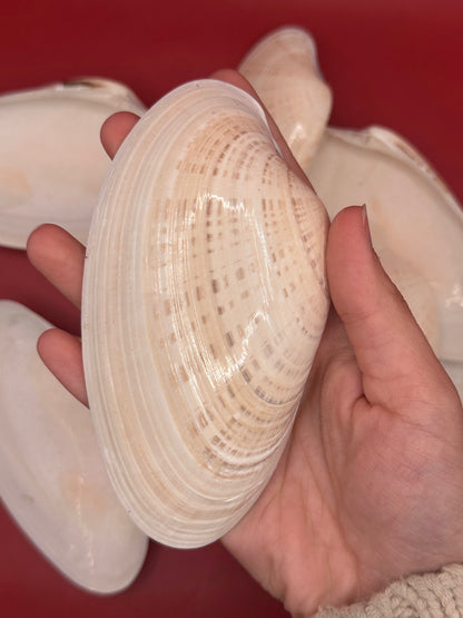 Bulk Sunray Venus Clam Halves – 3-5" Craft Shells for DIY & Decoupage (Macrocallista nimbosa)